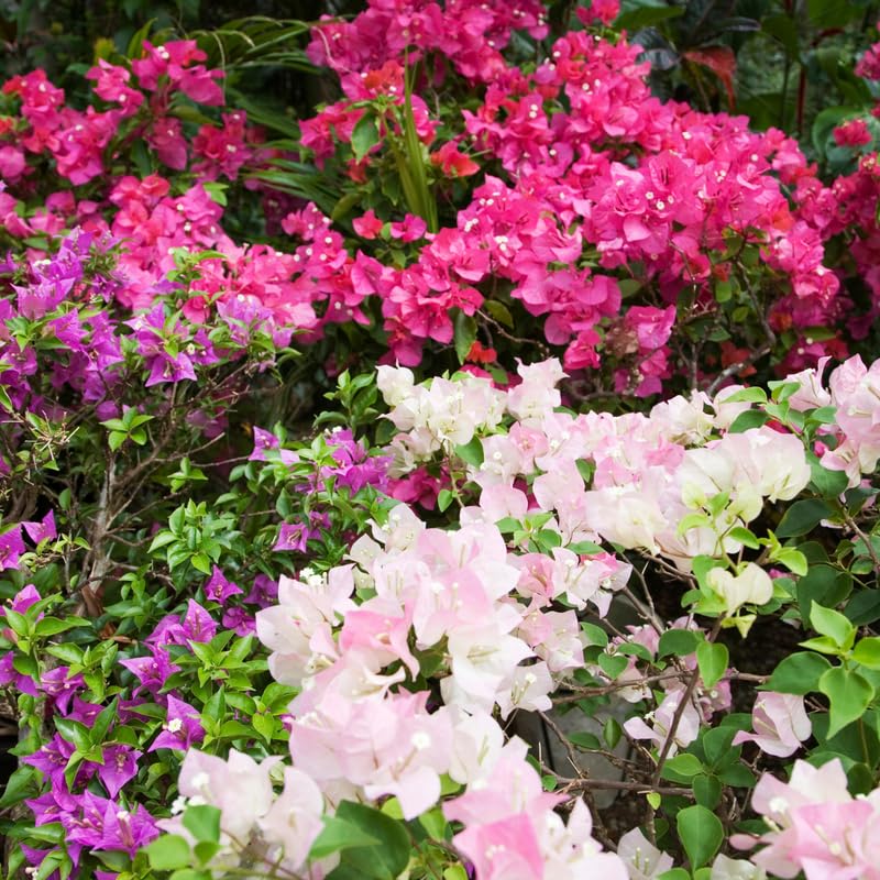 Set 2 Mix Bougainvillea Plants, 5-8" Tropical Bougainvillea Plant Starter, Colorful Perennial Blooms, Live Well Rooted Plant
