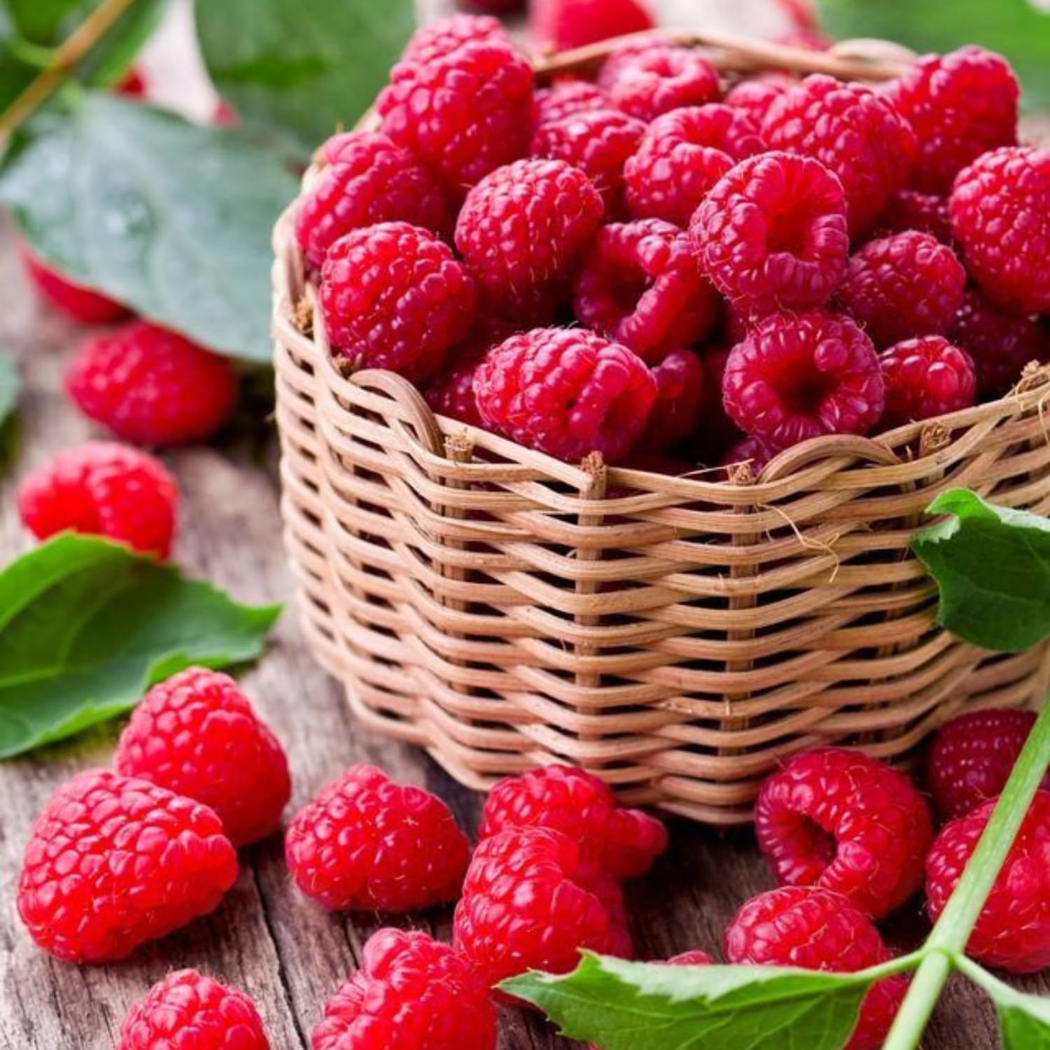 2-Pack Raspberry Plants Live, Raspberry Bushes Live Plants Well-Rooted, 5-9 Inch Tall, Raspberry Fruits (Red Raspberry)