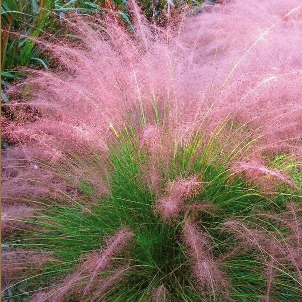 Pack 3 Mix Muhly Grass Plants Live Clumps, 5-9 Inch Tall, Ornamental Grasses Live Plants Perennial