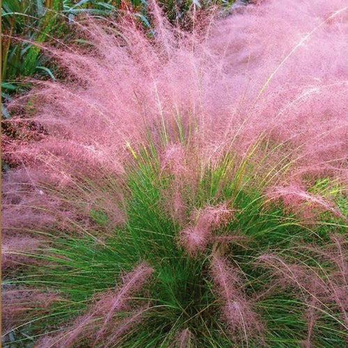 2 Mix Muhly Grass Plants Live, Tall Ornamental Perennial Grass for Landscaping, 5-9 Inch Height Well Rooted