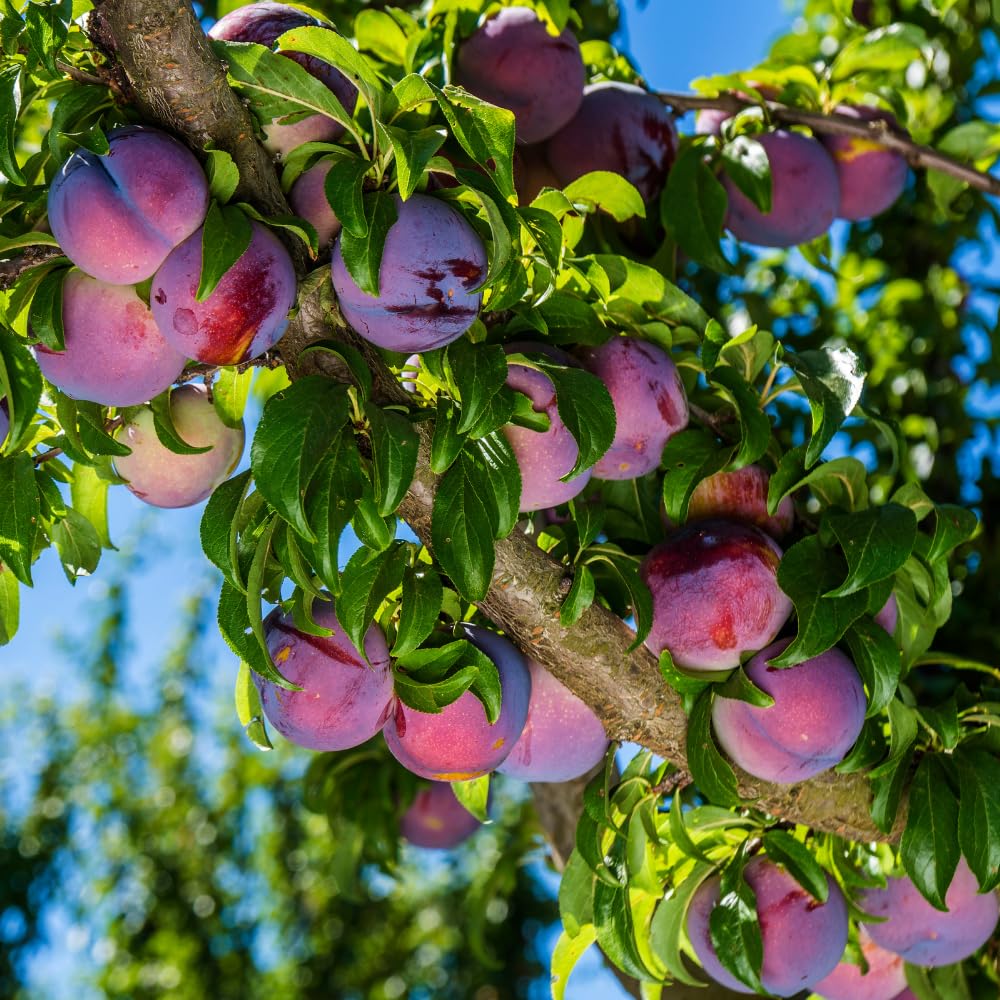 Santa Rosa Plum Tree Live Plant, Rosa Plum Plant Live in 3 Gallon Pot, 3 Feet Tall, Well Rooted, Tropical Fruit Tree for Outdoor Garden, No Ship to CA
