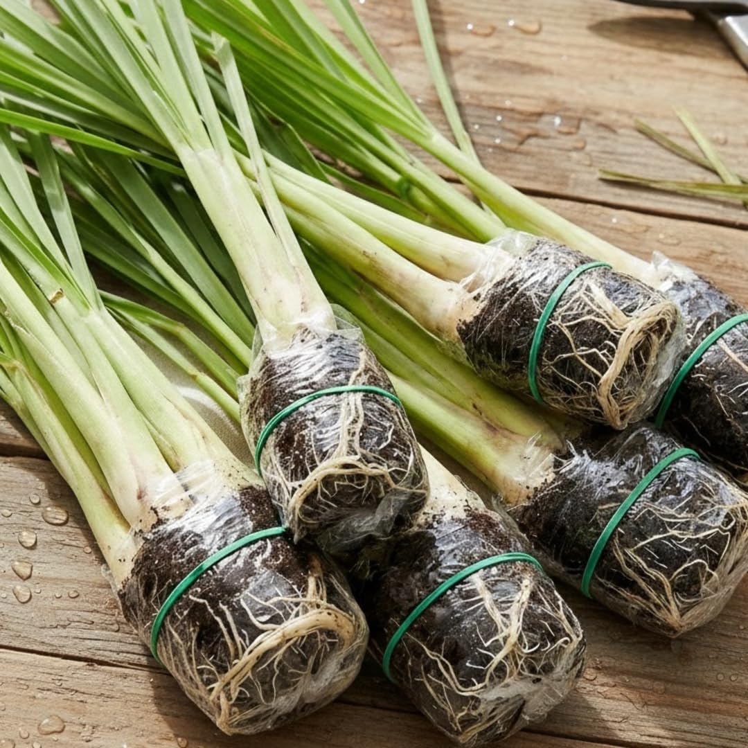 3 Lemongrass Live Plants, Lemon Grass Plant Well-Rooted Stalks 5-9” Tall, Spring Planting Outdoor, Hardy Culinary Herb, Fragrant Herb