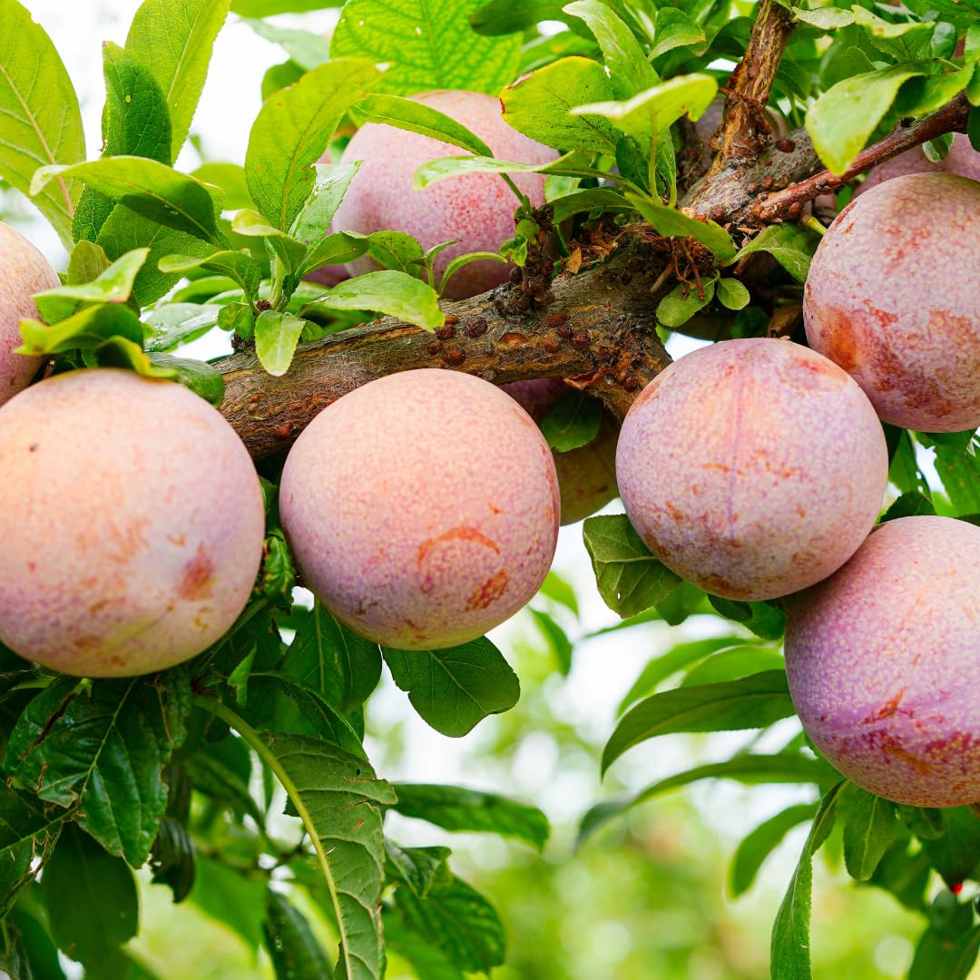 Live Flavor Pluot Tree Plant, Pluot Fruit Tree, Well Rooted, 1-2 Feet Tall in 3 Gallon Pot, for Outdoor Planting, No Ship to CA