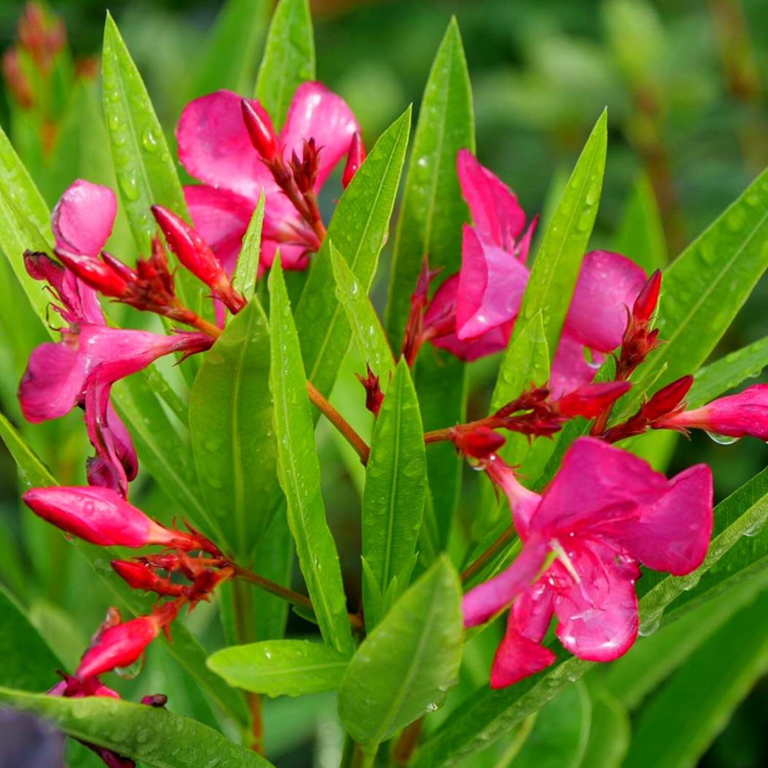Pink Oleander Plants Live, 3 Live Plants, Fragrant Oleander Plant, 5 to 7 Inches Long
