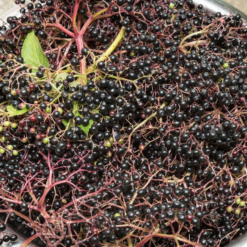 Elderberry Plant Bush, 6 to 12 Inch, Quart Pot, Perennial Black Elderberry Plants Live for Planting, Dormant in Winter