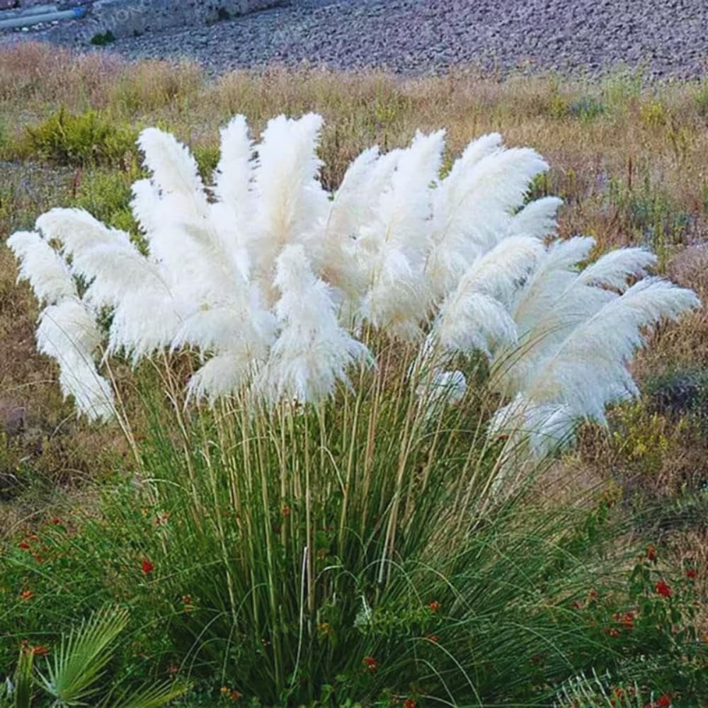 3 White Pampas Grass Plants Live, Ornamental Grasses Live Plants, 5 to 7 Inches Tall