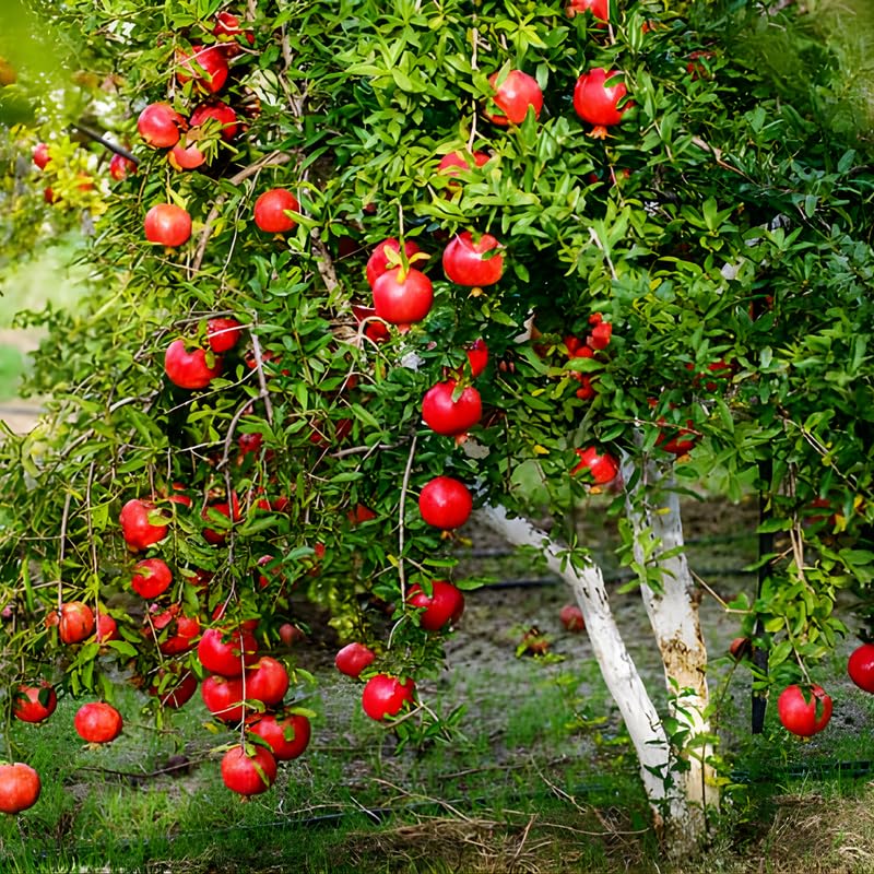 Live Pomegranate Tree Plant, Sweet Pomegranate Fruit Tree, 2-3 Feet Tall in 3 Gallon for Outdoor Planting, No Ship to CA