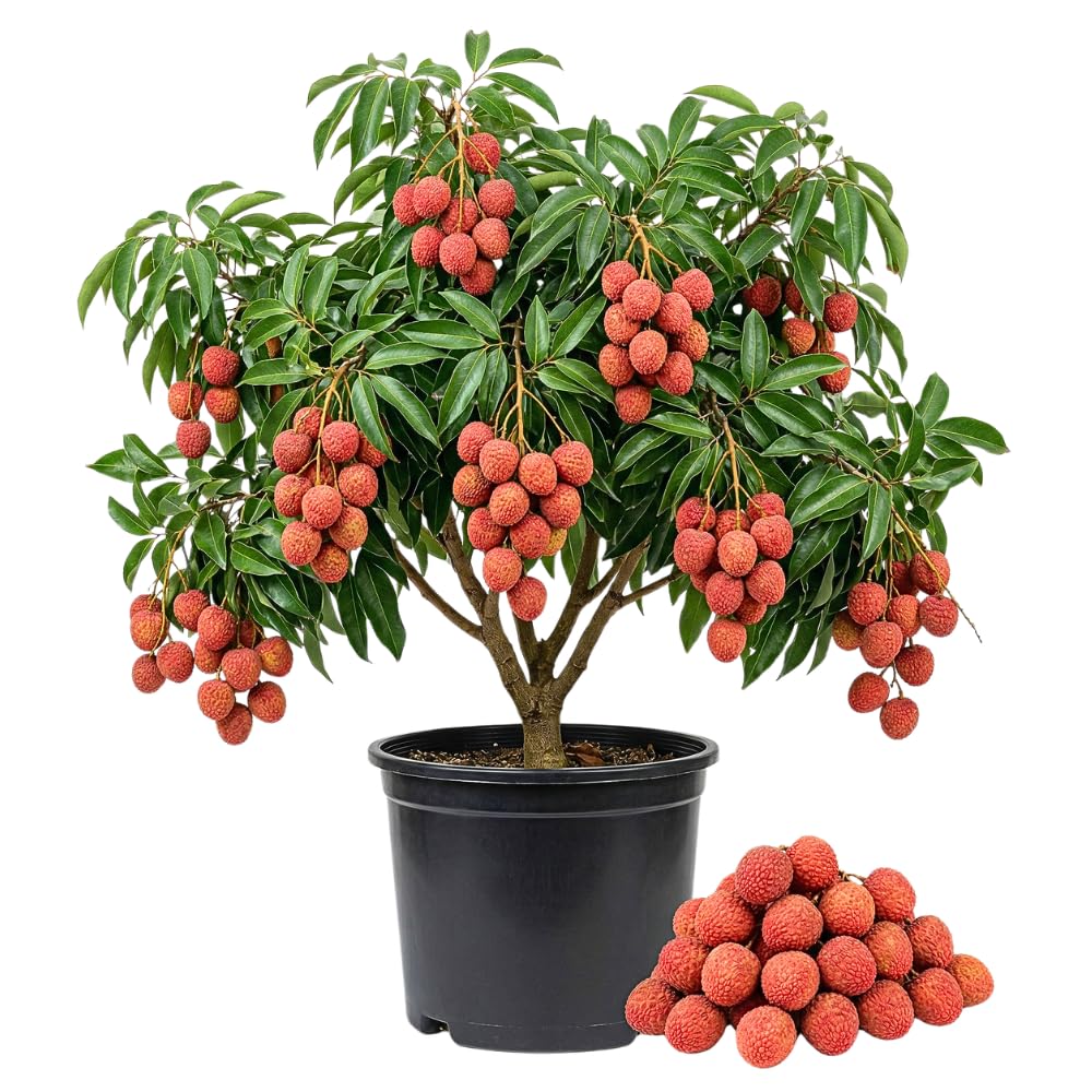 Mauritius Lychee Tree Live Plant, Lychee Tree, Hardy Tropical Fruit Live Plant, 2-3' in Height 3 Gallon Pot for Planting, No Ship to CA