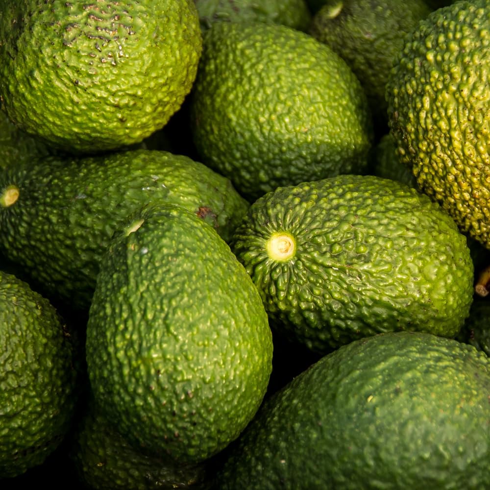 Avocado Tree Live Plant, Dwarf Avocado Plants Live in 3 Gallon Pot, Zones 9-11, Cold Hardy Fruit Tree for Patio, Home Orchard and Edible Gardening