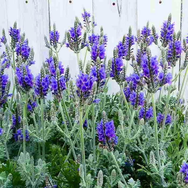 Pack 4 Deep Violet Lavender Plants Live, 4–8" Tall, Fragrant Lavender Flower Lavandula Perennial Well-Rooted, No Pot