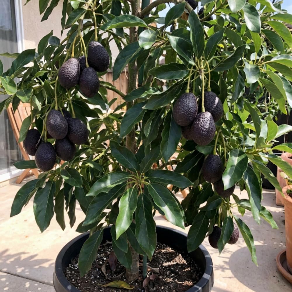 HASS Avocado Live Plant, Cold Hardy Avocado Tree 1-2 Feet in 3 Gallon Pot, Tropical Fruit for Outdoor Growing, No Ship to CA