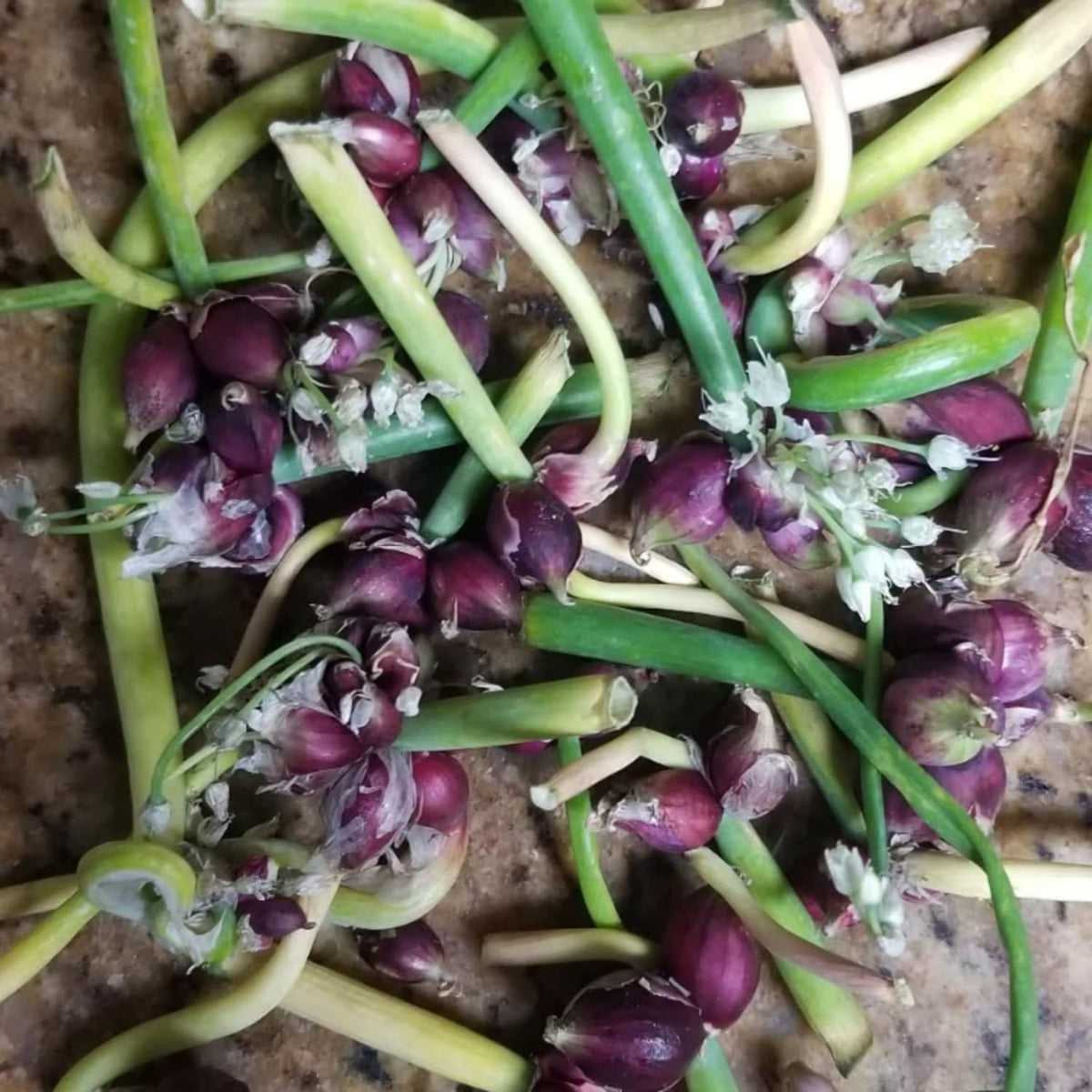 Set 20 Walking Onion Bulbs for Planting Hardy Red Onion Tree Topset Bulbils