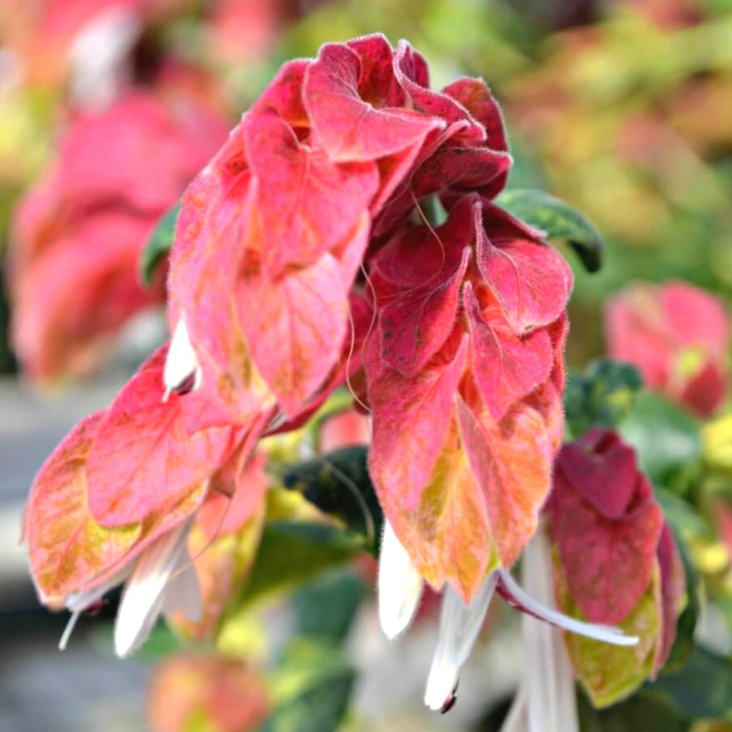 3 Live Shrimp Plants Live, Red Shrimp Plants Outdoors from 5 to 8 Inches Long