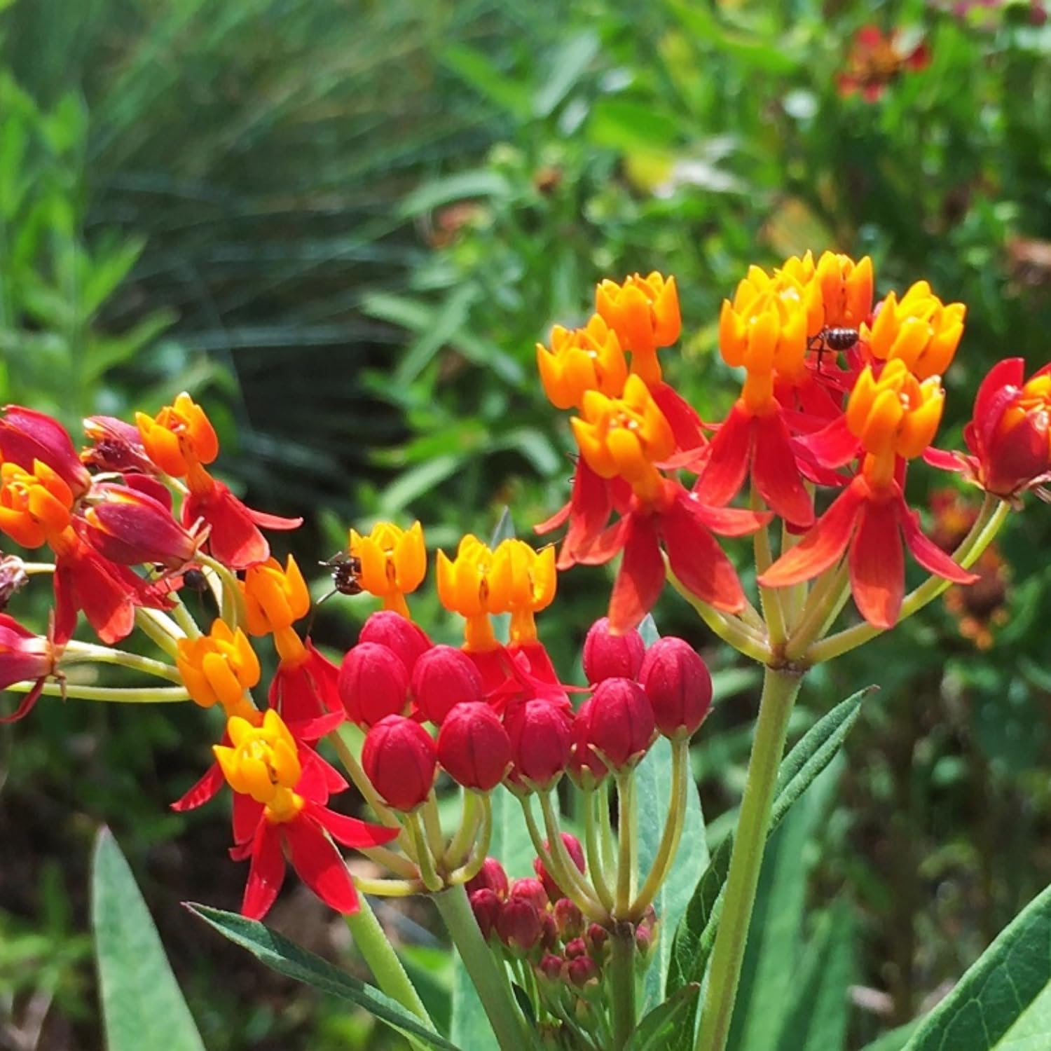 Milkweed Plants Live, 4 Red Milkweed Live Plants, Asclepias Tuberosa Plant from 5 to 9 Inches Long