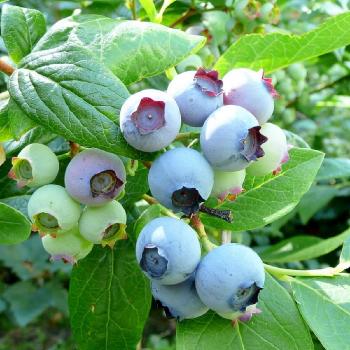 1 Blueberry Bush Live Plant, Blueberry Plant Live for Planting Outdoor, 5-9 Inch Blueberry Fruit Trees, No Pot (Sunshine Blueberry)