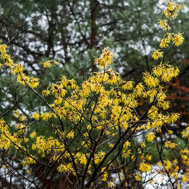 Witch Hazel Plant, Quart Pot, 6 to 12 Inch Tall Witch Hazel Tree Plants in Planting, Dormant in Winter