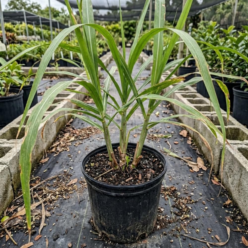 Green Sugarcane Plant in 3 Gallon Pot, 3-4 Sugar Cane Plants Potted, 1 Ft Fast Growing Tropical Starter Plants for Indoor and Outdoor Gardening, No Ship to CA