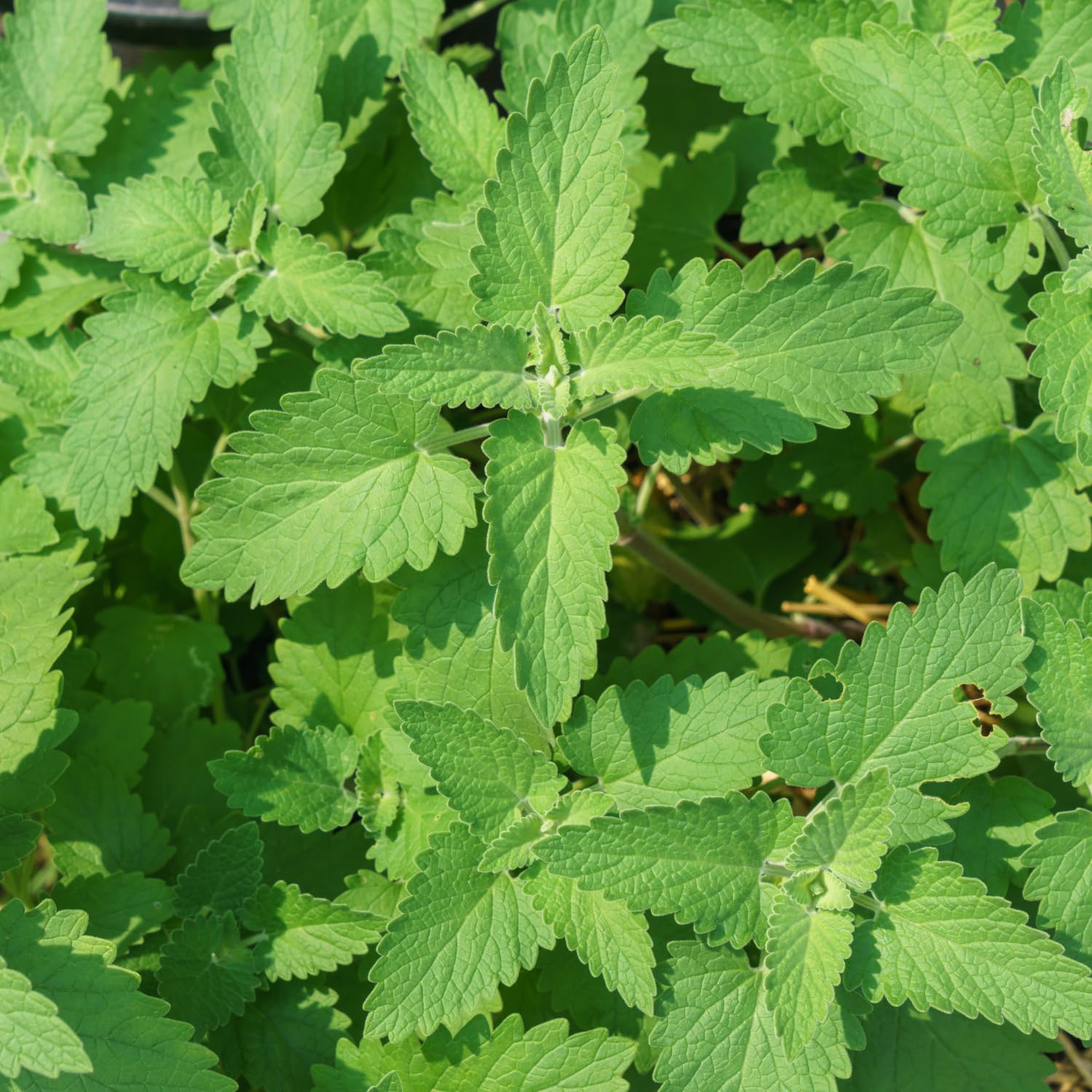 Pack 3 Catnip Live Plants, 3-6" Tall Herb Catnip Mint Plants for Garden Growing, No Pot, Well Rooted Starter Plants
