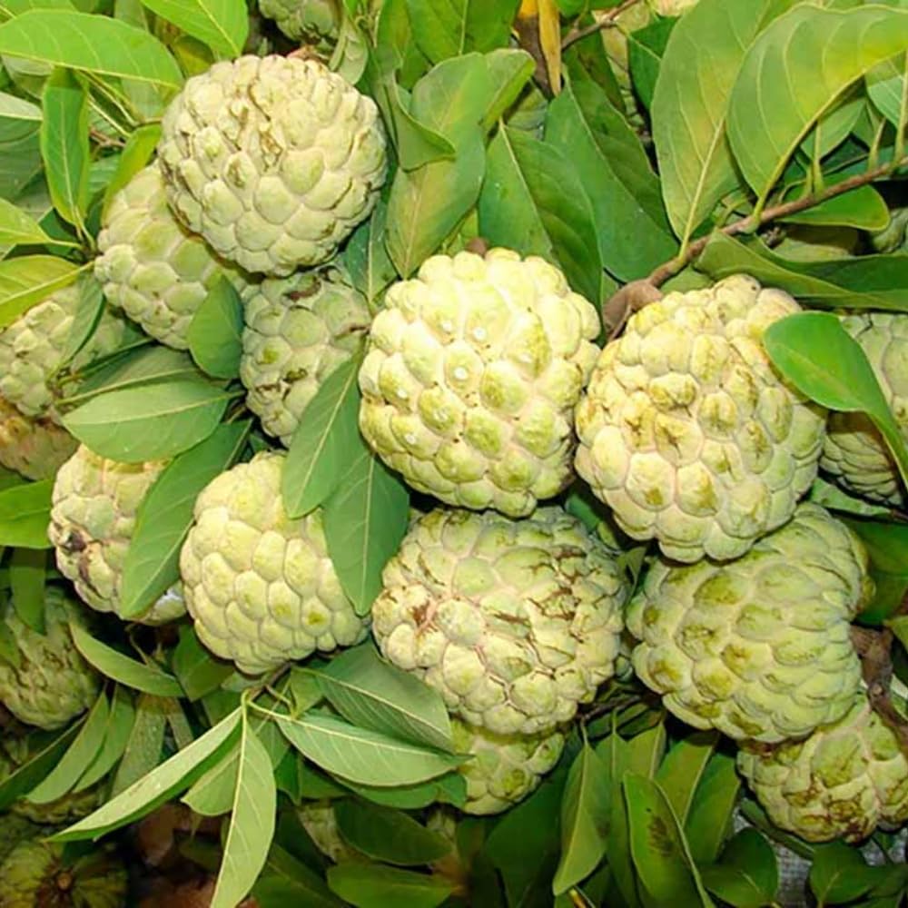 Yellow Sugar Apple Tree Live Plant, 2-3 Feet Tall in 3 Gallon Pot for Container and Outdoor Planting, No CA