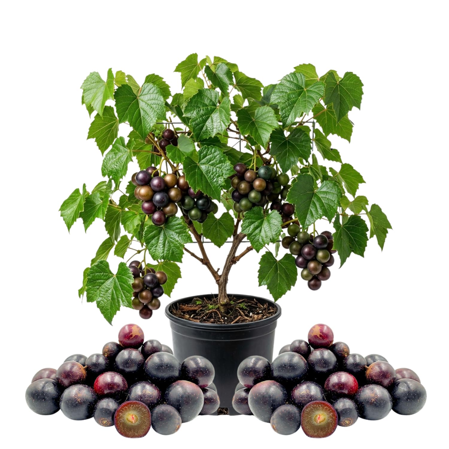 Muscadine Grape Plant Live, Hardy Fruit Grape Climbing Vine for Backyard, 20-24 Inches Tall in Gallon Pot, Outdoor Planting, No Ship to CA