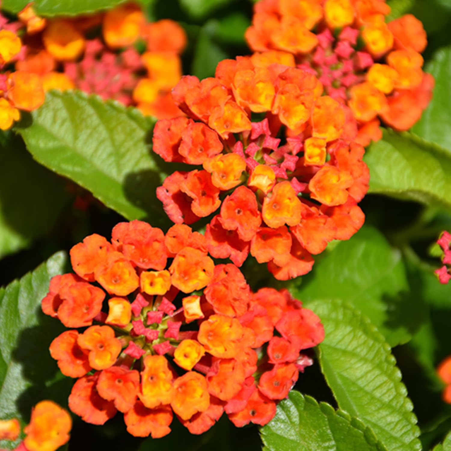 Pack 4 Lantana Plants Live for Planting, Trailing Live Plants 4-9 Inch Tall, Perennial Lantanas Flowers Indoor Outdoor (Orange Lantana)
