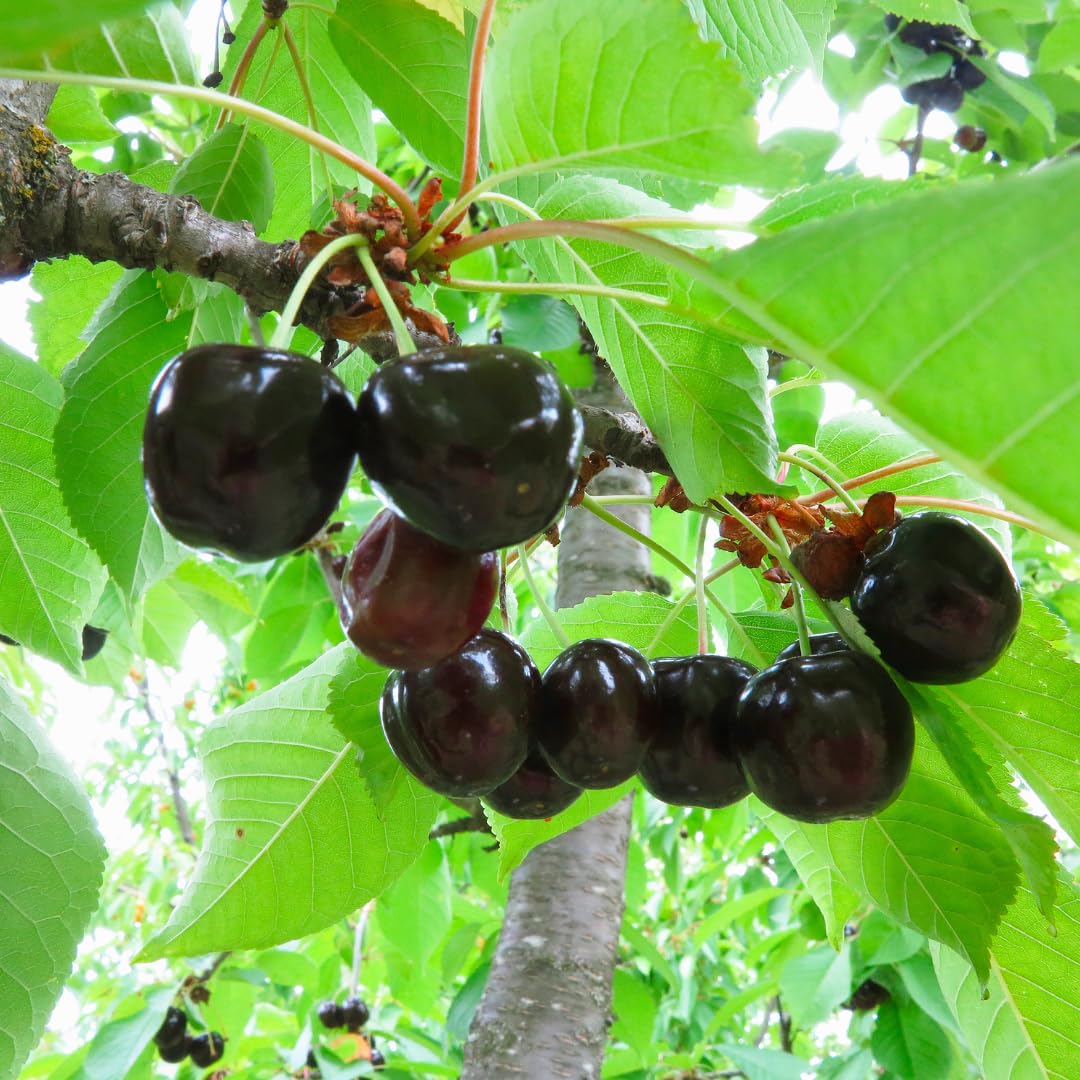 Cherry Tree Live Plant, Sweet Cherry Fruit Tree, Cold Hardy Outdoor Garden Tree, 3–4 Feet Tall in 3 Gallon Pot, Ready to Grow, No Ship to CA (Black Cherry)