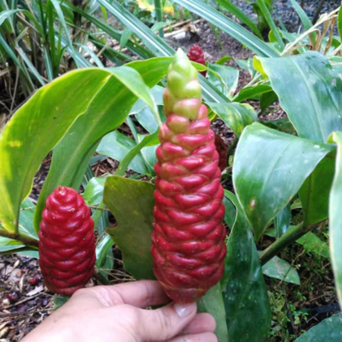 10 Awapuhi Shampoo Ginger Roots, Zingiber Zerumbet Pinecone Ginger Rhizomes for Home Garden, Ginger Live
