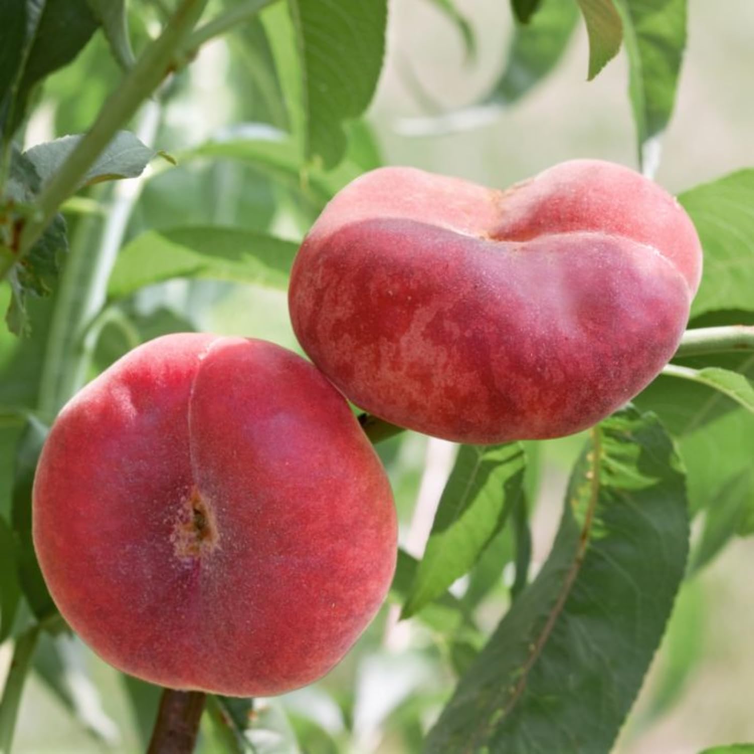 3 Feet Donut Peach Tree Live Plant in 3 Gal Pot, 3 Feet Tall, Well-Rooted Peach Fruit Tree for Home Garden and Orchard, No Shipping to CA