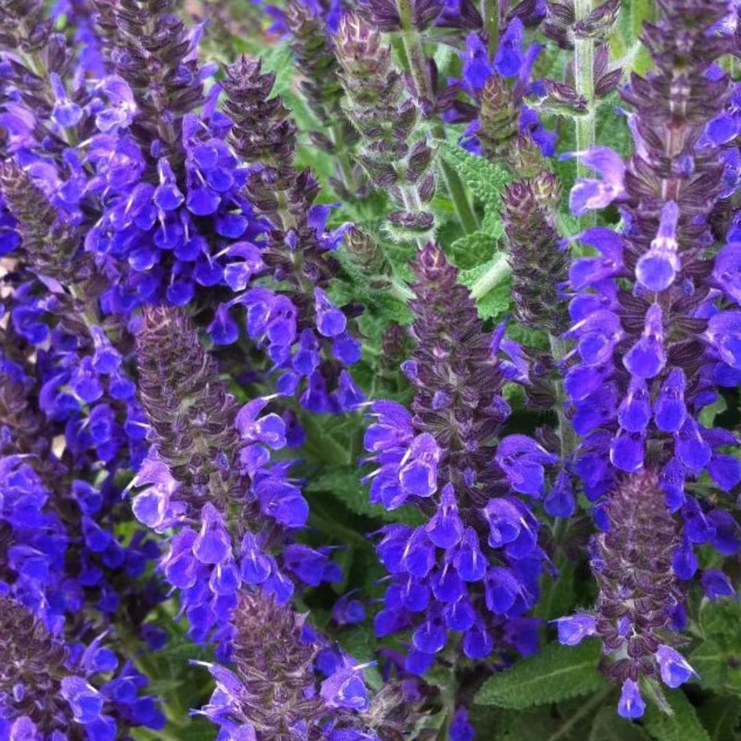 Sets 4 Black Blue Salvia Sage Plants Live for Spring Planting, Size 4-6" in Tall, Fast-Growing and Quick Flower, Perennial Fragrant Shrubs Bush