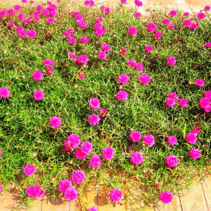 2 Moss Rose Portulaca Plants Live, Double Flowered Moss Rose Plugs 3-5" Tall, Pink Flowers