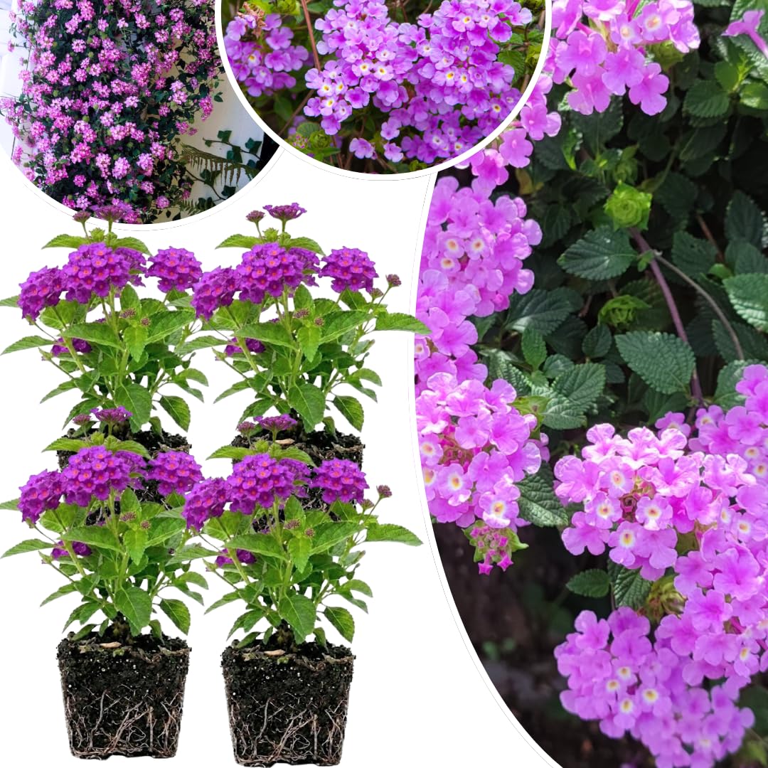 Pack 4 Purple Lantana Plants Live for Planting, Lantana Live Plants 4-9 Inch Tall, Perennial Lantana Flowers
