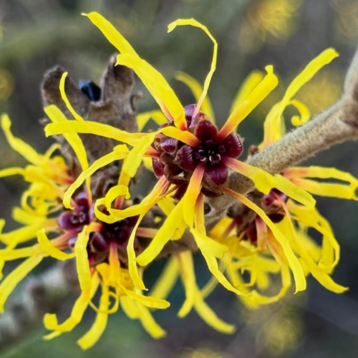 2 Witchhazel Bare Root Plant Live, Yellow Flowering Bushes, 12-16'' Tall, Witch Hazel Plant for Outdoor Garden