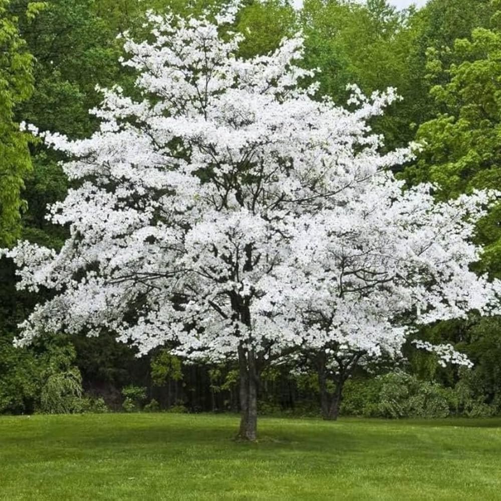 White Dogwood Tree Live Plant, 8-14 Inc Height, in Quart Pot, Flowering Ornamental Tree for Planting Home Garden