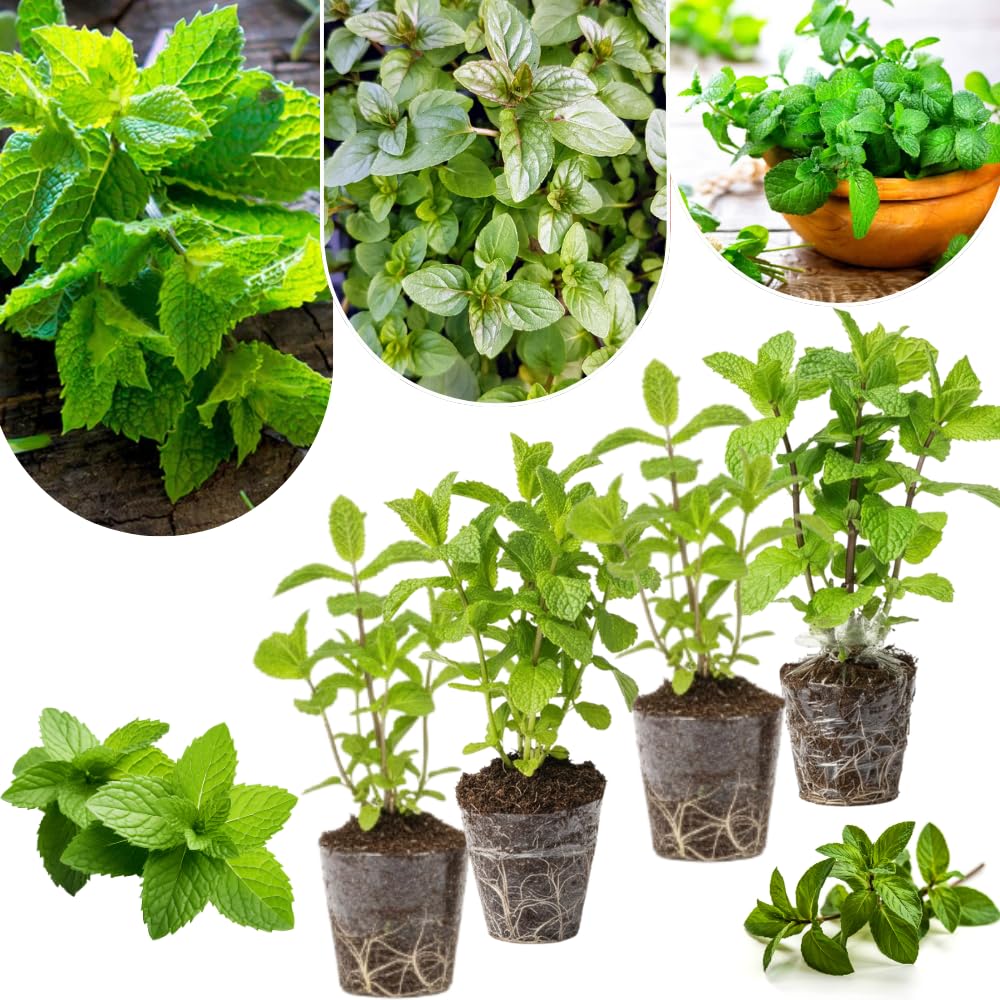 Mixed Mint Plants Live, 4 Pack Assorted Mint Varieties, 4-6" Tall, Culinary Herb Plants for Indoor or Outdoor Growing