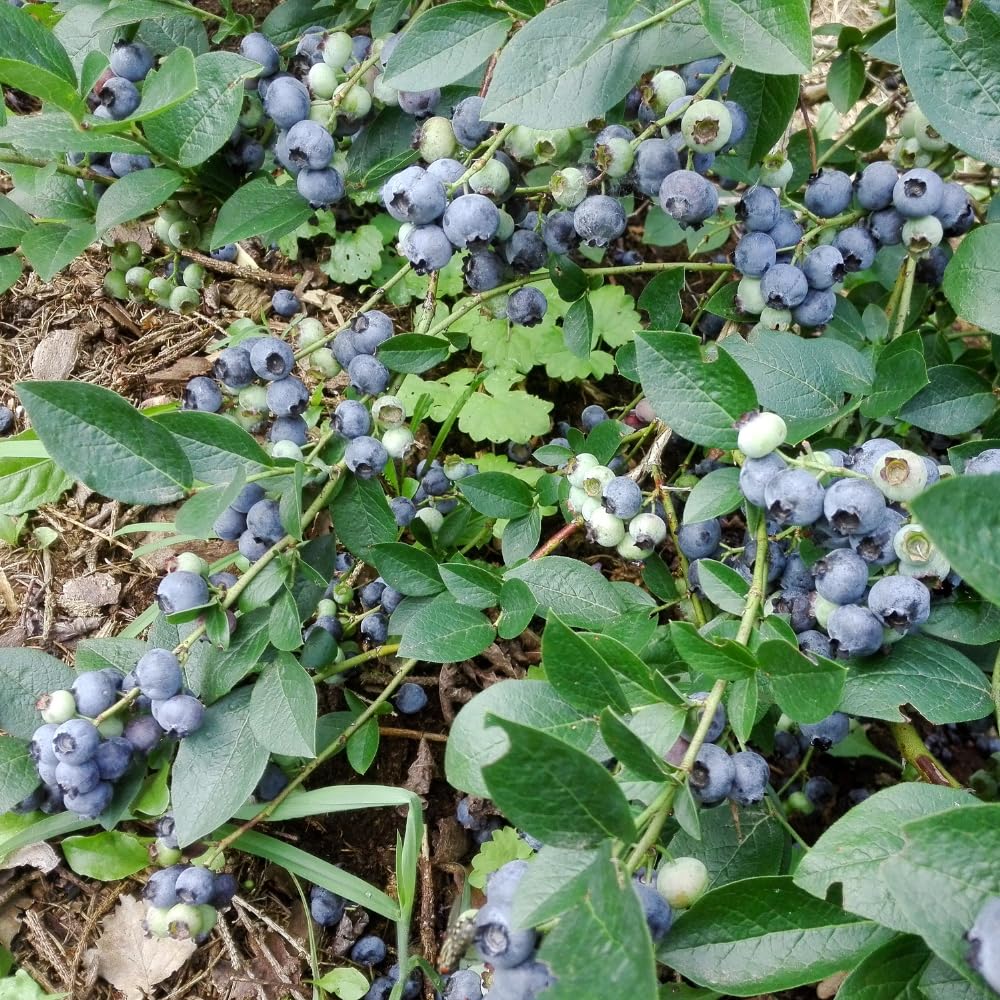 Blueberry Plant, 1-2 Ft Tall Fruit Bush in 2 Gallon Pot - Sweet Fruiting Berry Plant for Outdoor Garden, No Ship to CA