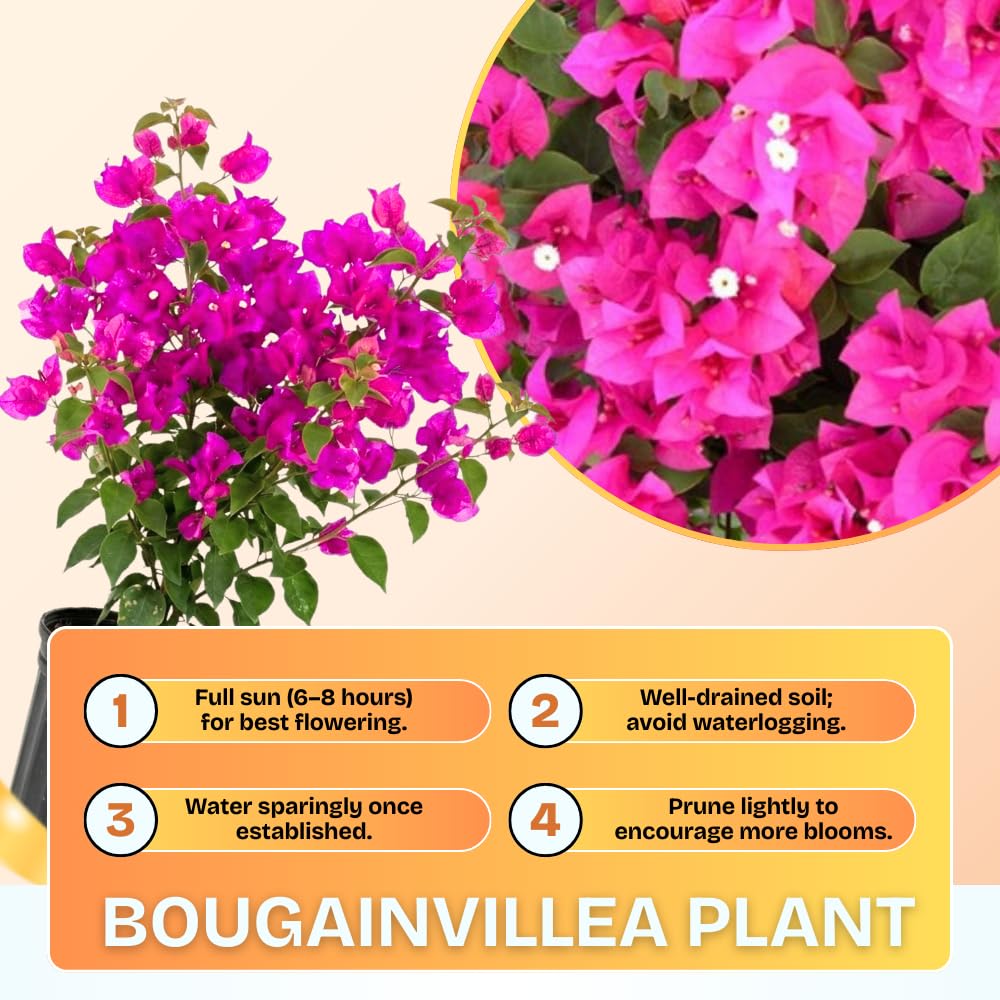 Set of 2 Bougainvillea Plants, Tropical Flowering Bougainvillea, Colorful Perennial Blooms, 5-8 Inches Tall for Indoor or Outdoor Planting (Pink Bougainvillea)