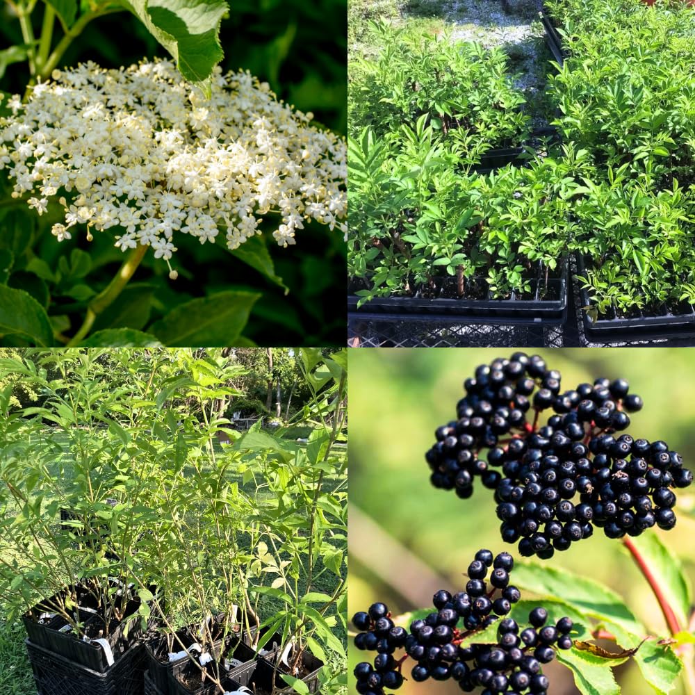 Black Elderberry Plant Live, 2–3 Feet Tall, Hardy Berry Shrub for Outdoor Planting, Gardens and Landscaping
