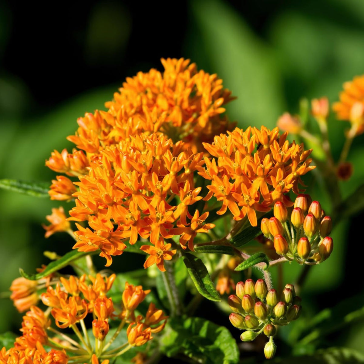 Milkweed Plants Live, 4 Orange Milkweed Live Plants, Asclepias Tuberosa Plants Flower Plant, 5 to 8 Inc Tall