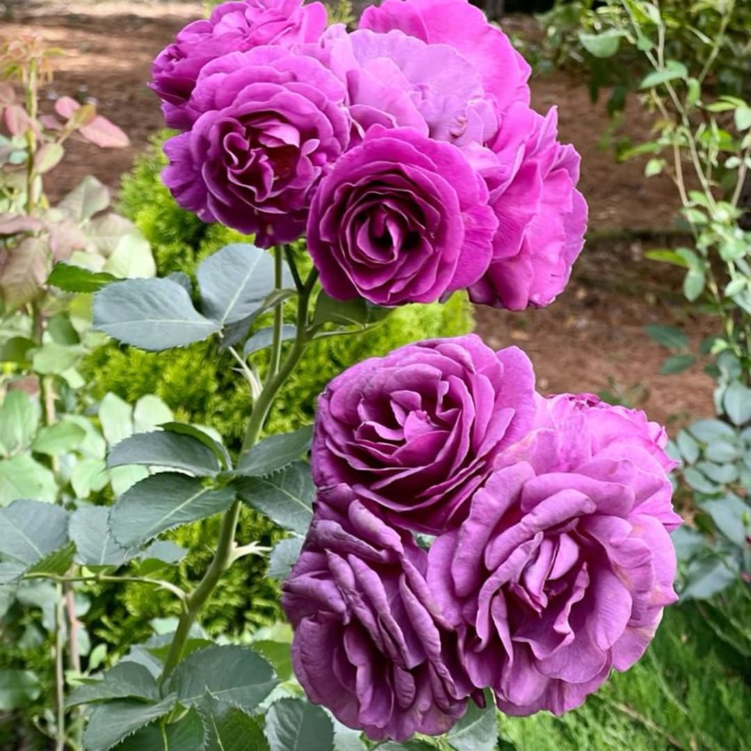 Live Purple Rose Plant for Planting, Hardy Flowering Plant, Rose Flowering Shrub in 3 Gallon Pot for Containers, Landscapes, and Backyard Gardens, No Ship to CA
