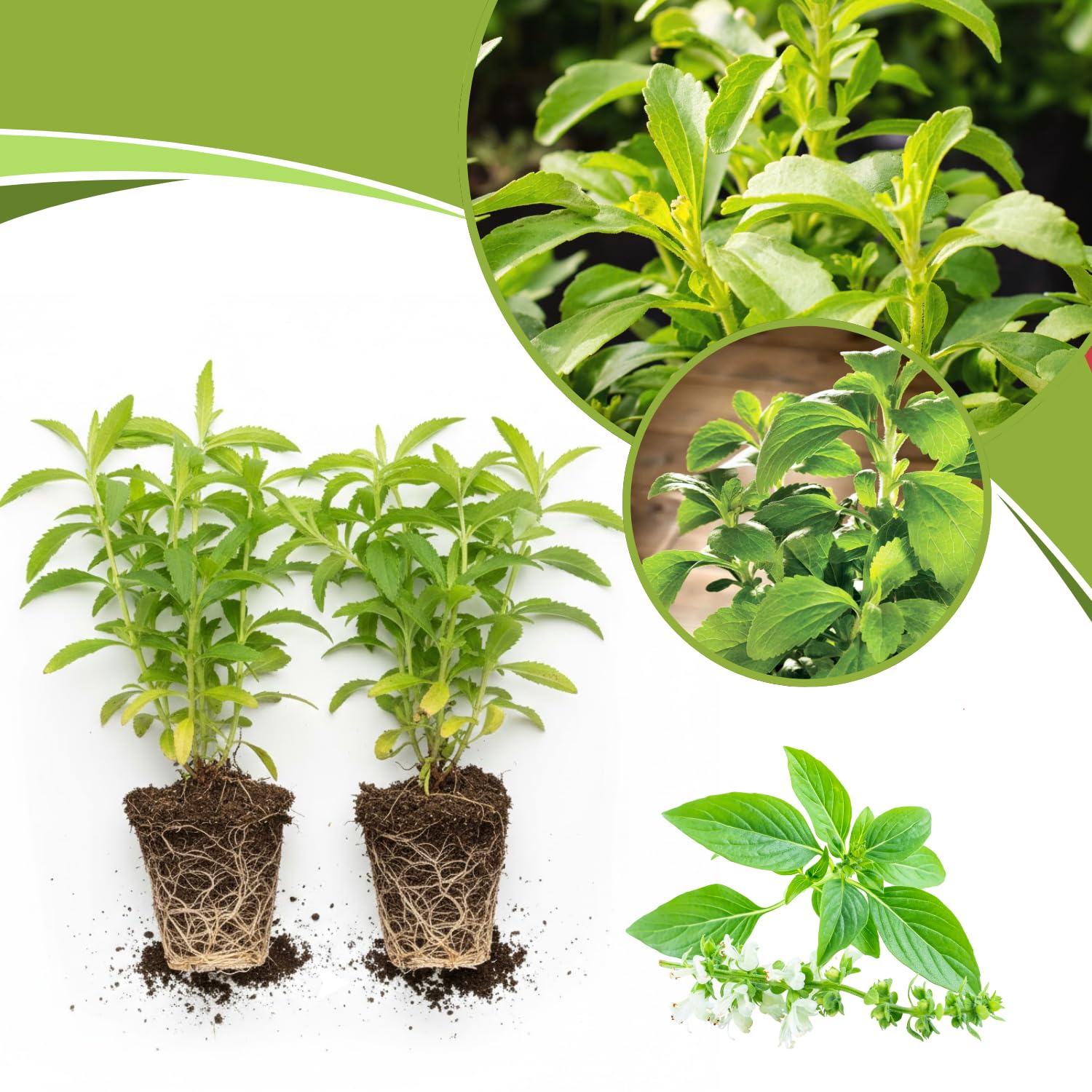 2 Stevia Plants Live, 5-9 Inch Tall, Stevia Seedlings for Planting Indoor Outdoor, Stevia Mint Herb