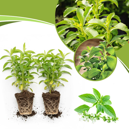 2 Stevia Plants Live, 5-9 Inch Tall, Stevia Seedlings for Indoor Outdoor Planting, Sweet Stevia Herb