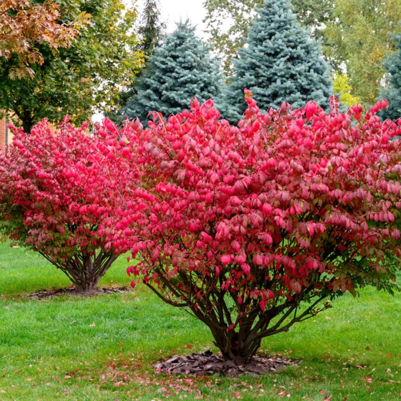4 Dwarf Burning Bush Bare Roots, Red Burning Bush Shrub, Hardy Ornamental Shrub 5-10 Inches, No Ship to NY, NH, MA, VT