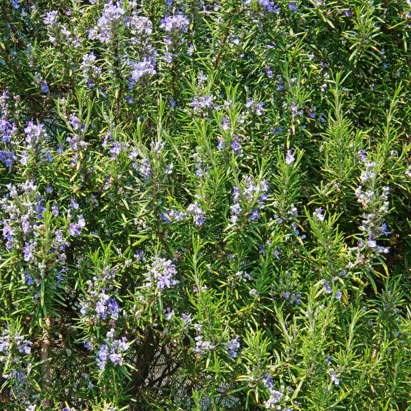 3 Blue Rosemary Plants Live, Live Rosemary Plants, 4 Inc Tall, Fragrant Herb Plant Outdoor Indoor