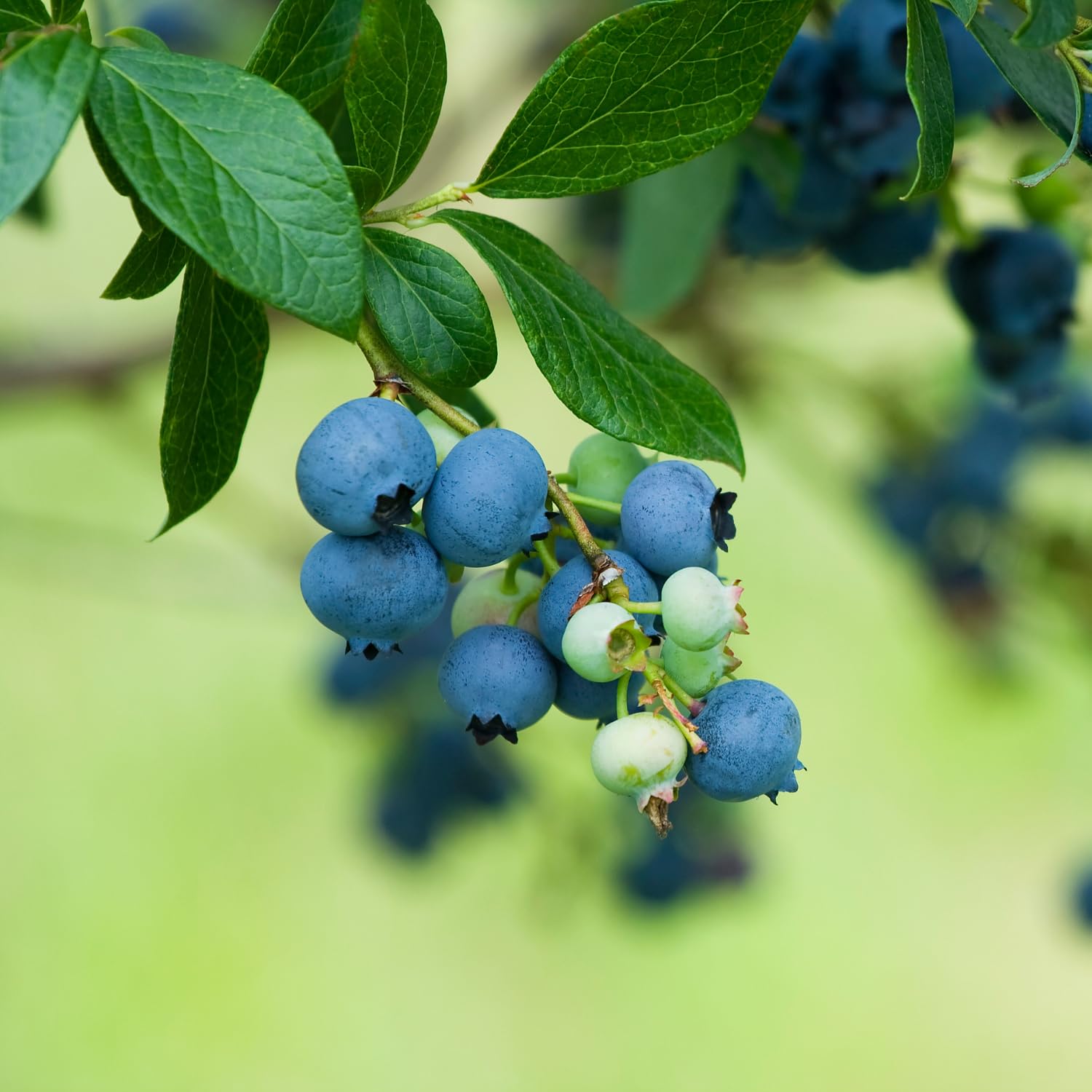 Blueberry Plant Live 1-2 Ft Tall, Fruit Bearing Already, Sweet Blueberries Fruit Tree for Garden, Patio, and Container Growing, 1 Gallon Pot (Prince Blueberry)