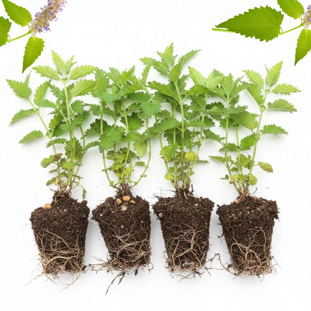 4 Catnip Live Plants, 4-6" Tall, Catnip Mint Plants, Well-Rooted Starter Plants for Garden or Indoor Growing