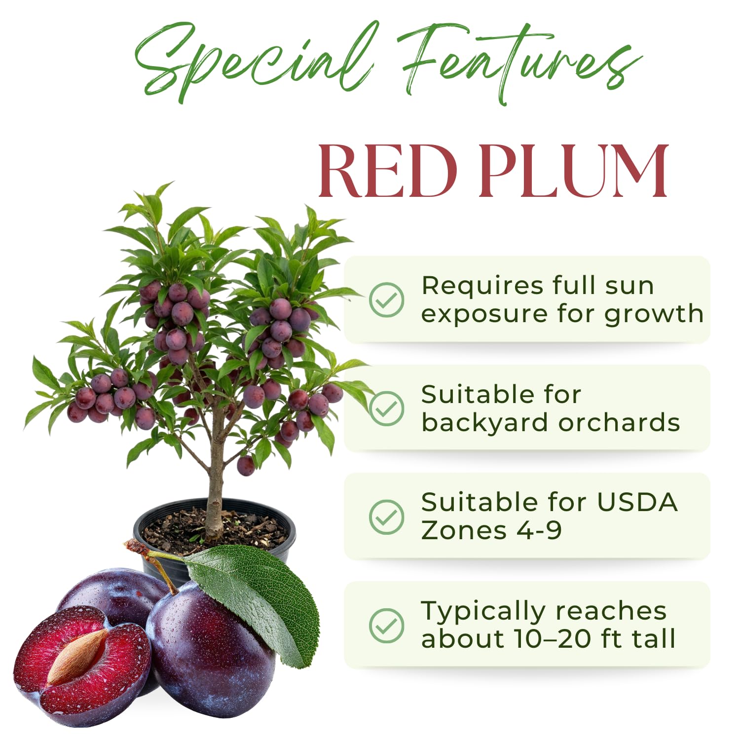 Methley Plum Tree Live Plant, 2-3 Feet Tall in 3 Gallon Pot, Plum Plant Large Fruit, Cold Hardy, Well-Rooted Fruits Tree, Outdoor Growing, No Ship to CA