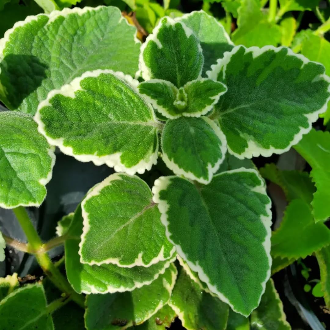 3 Variegated Cuban Oregano Plants Live for Indoor Outdoor Planting, Starter Size 4-6" in Tall, Mexican Mint Plant, Spanish Thyme Culinary Herb Indoor Outdoor Growing