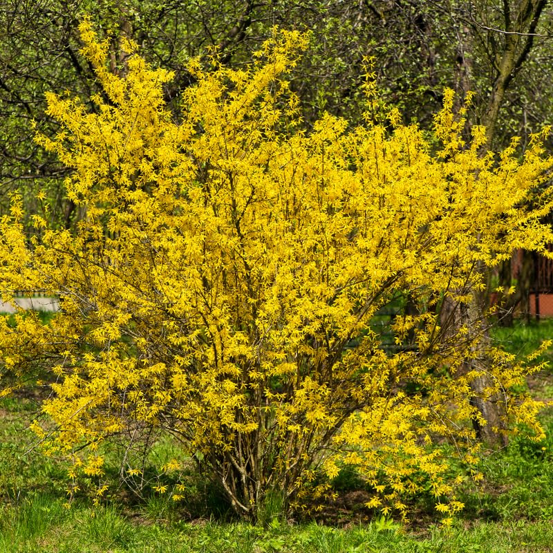 Forsythia Plant, 6-12 Inch Tall, Quart Pot, Yellow Lynwood Forsythia Bush Live Plant, Hardy Perennial Flowering Shrub, Dormant in Winter