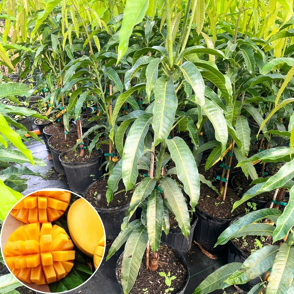 Orange Mango Tree Live Plant for Planting, Grafted Mango Plant in 3 Gallon Pot, Fast Growing Tropical Fruit Tree Seedlings