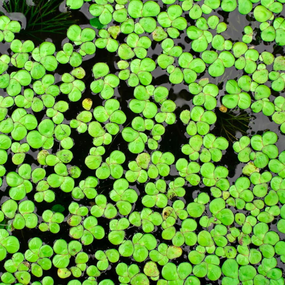 2000 Live Duckweed Aquatic Plants, Small Green Floating Freshwater Plant